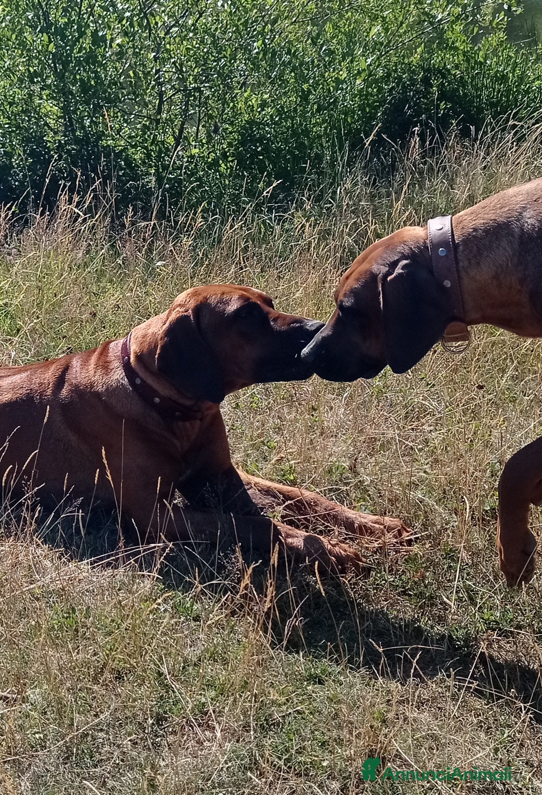 Rhodesian Ridgeback cani in vendita: Cuccioli Rhodesian Ridgeback  - Annuncio 3