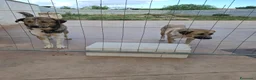 Pastore Asia Centrale cani in regalo: Cuccioli maschi Pastore Asia Centrale a Provincia di Lecce - Annuncio 2