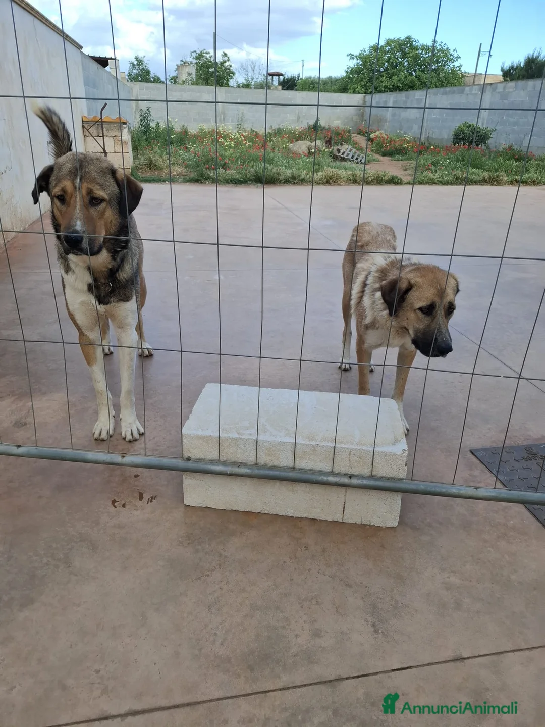 Pastore Asia Centrale cani in regalo: Cuccioli maschi Pastore Asia Centrale a Provincia di Lecce - Annuncio 2