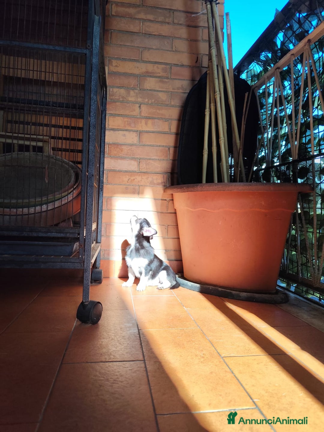 Chihuahua cani in vendita: Cucciolo Chihuahua - Annuncio 6