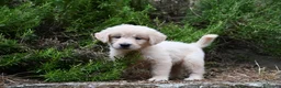 Golden Retriever cani in vendita: Golden retriever  - Annuncio 5