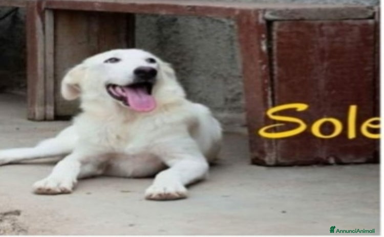 Meticcio cani a Città metropolitana di Milano - Annuncio 7