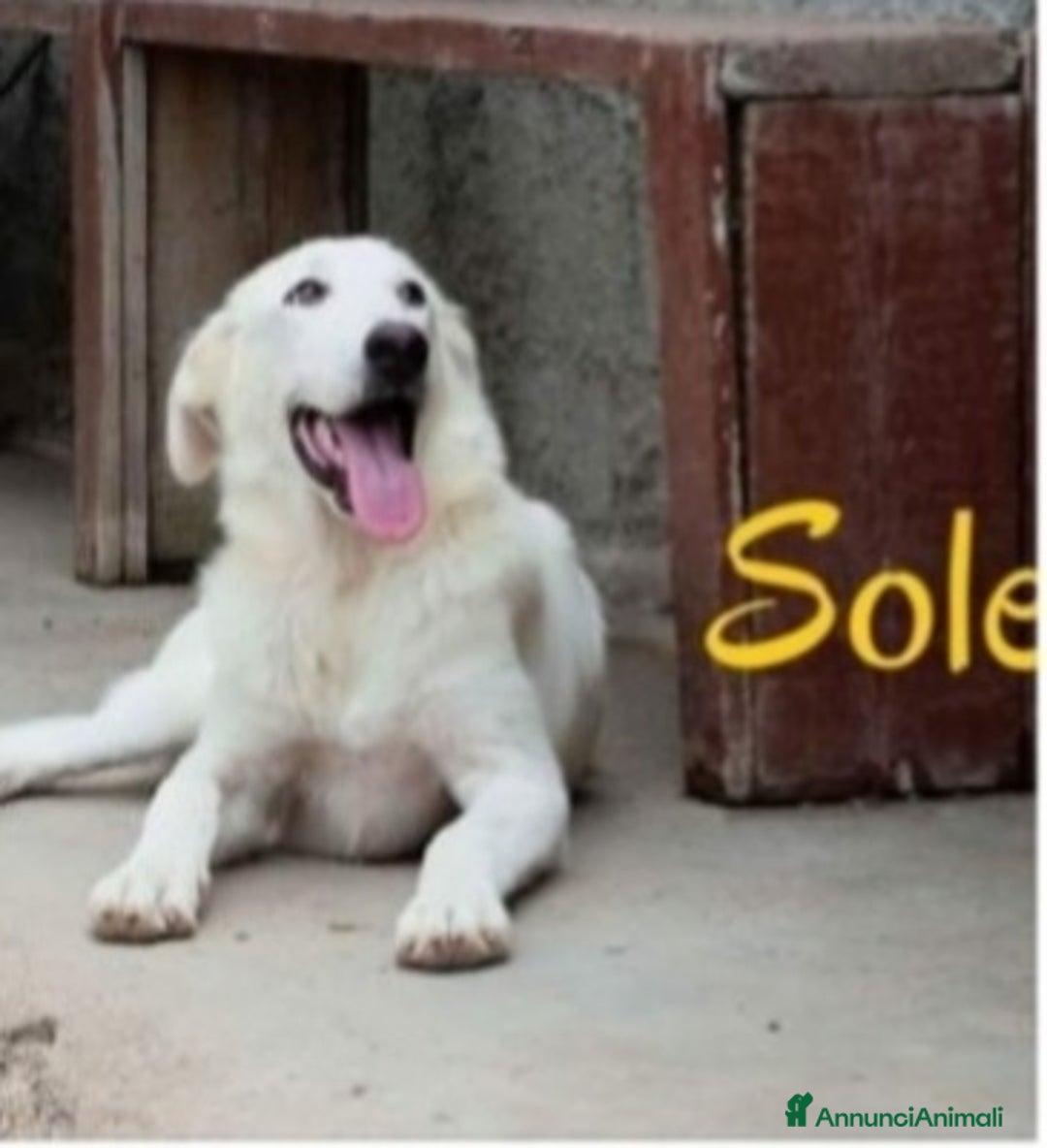 Meticcio cani in regalo: Sole 3anni trovato in 1sacco in 1canale.SICILIA a Città metropolitana di Milano - Annuncio 1