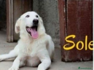 Meticcio cani Sole 3anni trovato in 1sacco in 1canale.SICILIA a Città metropolitana di Milano - Annuncio 20