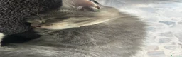 Meticcio gatti in vendita: Gattino - Annuncio 3