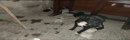 Meticcio cani in regalo: 2mamme mollate coi cuccioli!!URGENTE AIUTO SICILIA - Annuncio 3