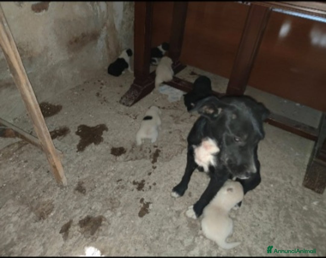 Meticcio cani in regalo: 2mamme mollate coi cuccioli!!URGENTE AIUTO SICILIA - Annuncio 3