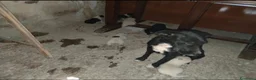 Meticcio cani in regalo: 2mamme mollate coi cuccioli!!URGENTE AIUTO SICILIA - Annuncio 3