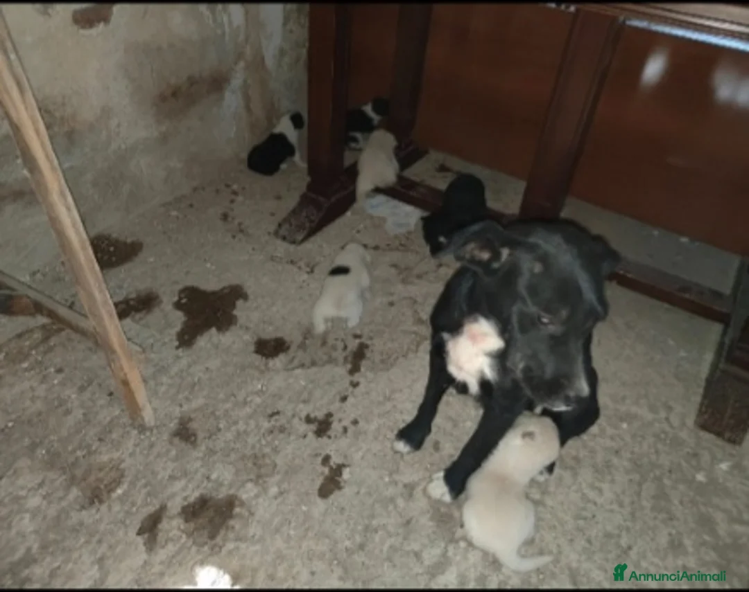 Meticcio cani in regalo: 2mamme mollate coi cuccioli!!URGENTE AIUTO SICILIA - Annuncio 3