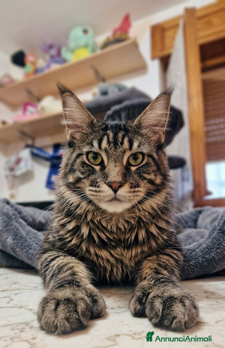 Maine Coon gatti Maine coon cuccioli - Annuncio 2