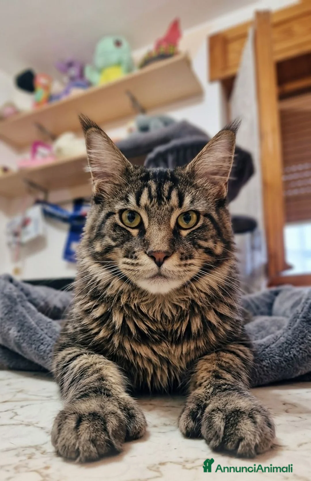 Maine Coon gatti in vendita: Maine coon cuccioli - Annuncio 1