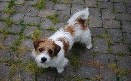 Jack Russell cani per accoppiamento: Jack Russel Terrier a pelo lungo ruvido per monta a Provincia di Reggio Emilia - Immagine 2