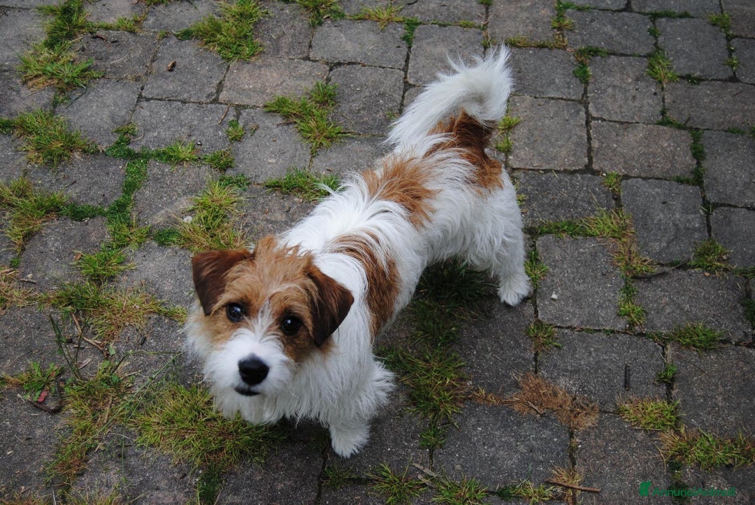 Jack Russell cani per accoppiamento: Jack Russel Terrier a pelo lungo ruvido per monta a Provincia di Reggio Emilia - Immagine 2