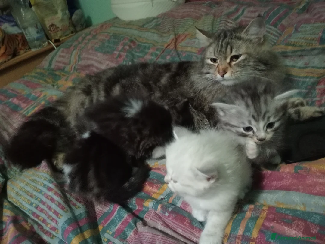 Norvegese gatti in vendita: Felini Semi-Norvegesi,di Pandora - Annuncio 7