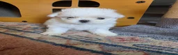 Maltese cani in vendita: Maltesi  - Annuncio 6