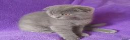 Scottish gatti in vendita: Cucciolo Scottish fold  - Annuncio 5