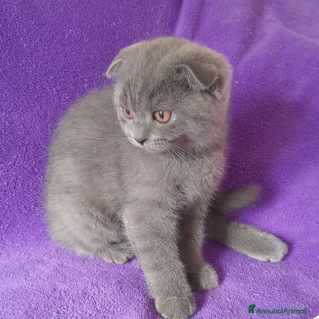 Scottish gatti in vendita: Cucciolo Scottish fold  - Annuncio 5