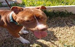 Pitbull cani in regalo: DALILA giovane,adorabile e fedele! Buona con tutti - Immagine 5