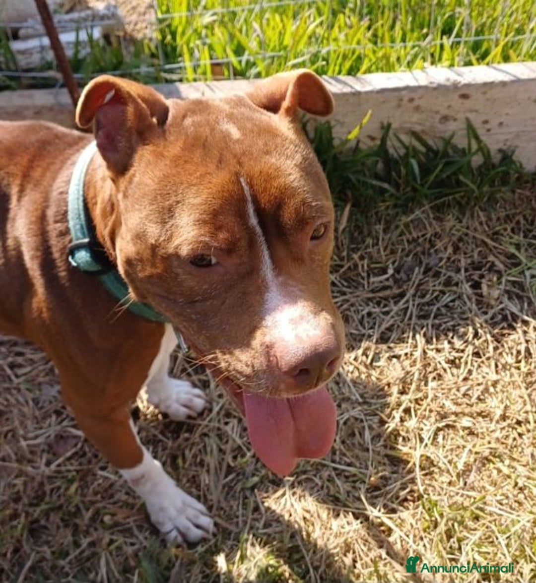 Pitbull cani in regalo: DALILA giovane,adorabile e fedele! Buona con tutti - Immagine 5