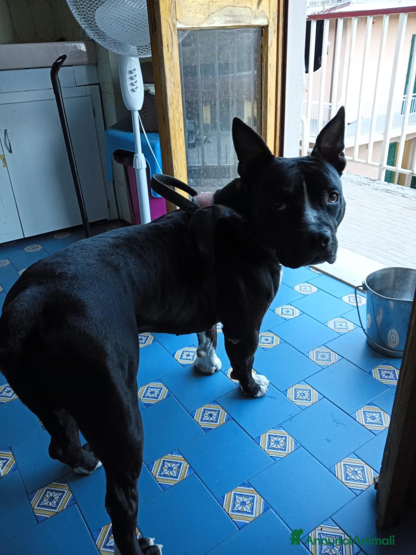 American Staffordshire cani Mix Segugino sui 3anni da cucciolo in rifugio.SUD - Annuncio 6