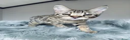 Savannah gatti in vendita: Splendidi cuccioli di gatto Savannah – 4 mesi  - Annuncio 27