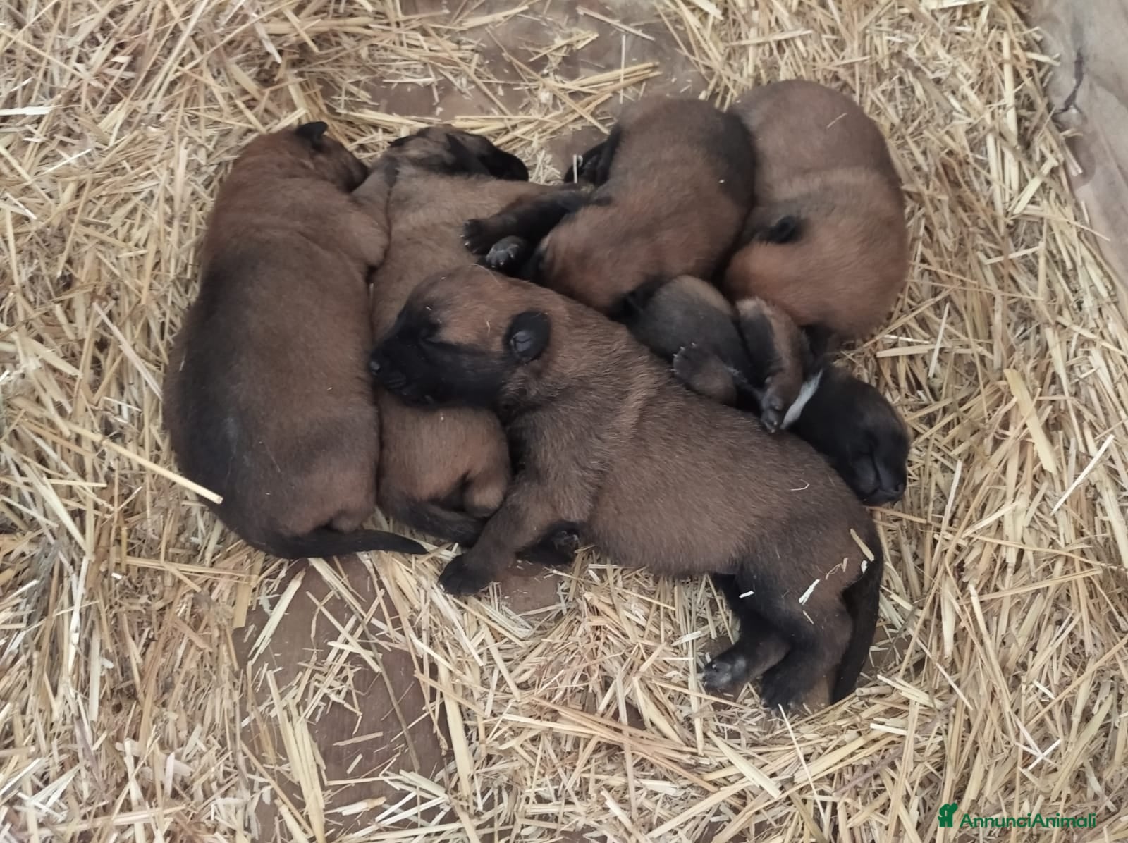 Pastore Belga cani Pastore Belga Malinois Puglia Campania Basilicata  a Città Metropolitana di Bari - Annuncio 10