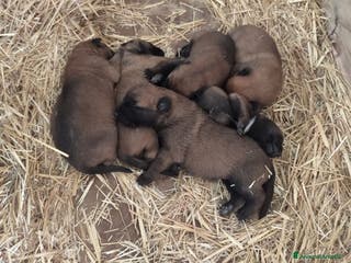 Pastore Belga cani Pastore Belga Malinois Puglia Campania Basilicata a Città Metropolitana di Bari - Annuncio 5