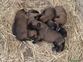 Pastore Belga cani Pastore Belga Malinois Puglia Campania Basilicata a Città Metropolitana di Bari - Annuncio 19