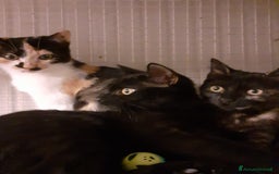 Altre razze gatti in regalo: GATTINI AMOREVOLI  a Città metropolitana di Milano - Immagine 2