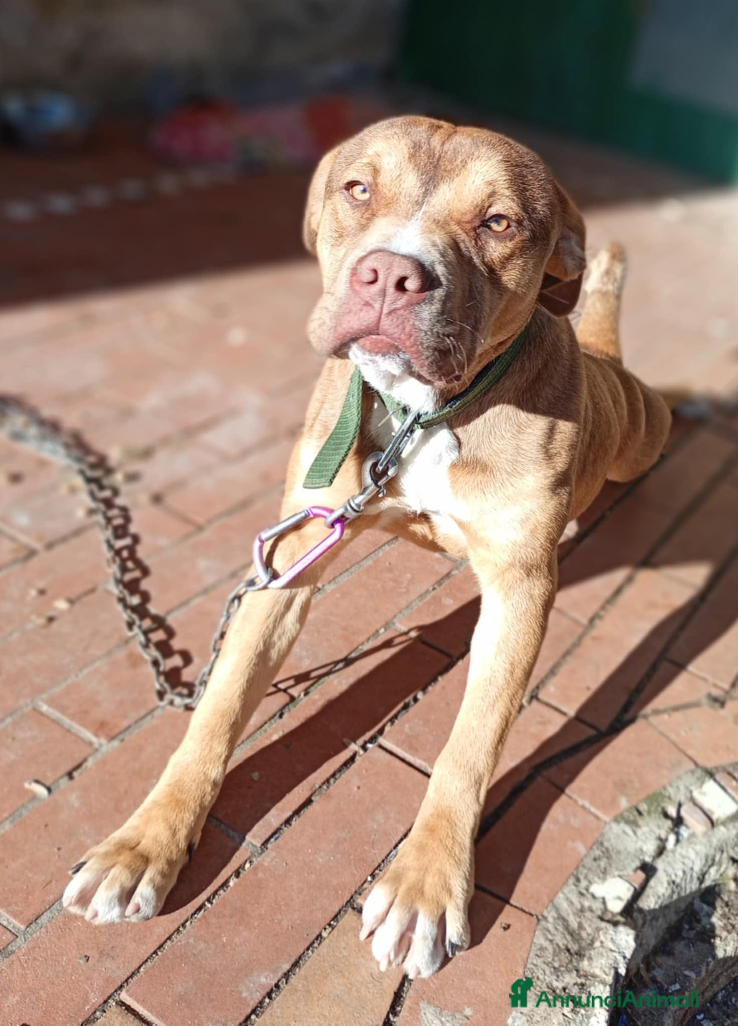 Pitbull cani vendo pitbull maschio 6 mesi - Annuncio 1