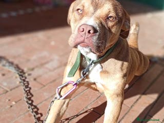 Pitbull cani vendo pitbull maschio 6 mesi - Annuncio 4