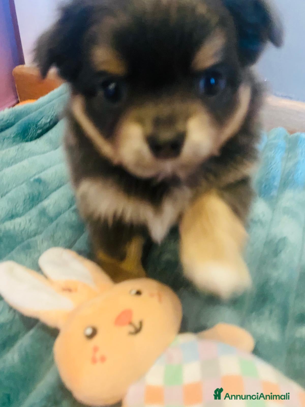 Chihuahua cani Cuccioli di chiuauaua - Annuncio 2