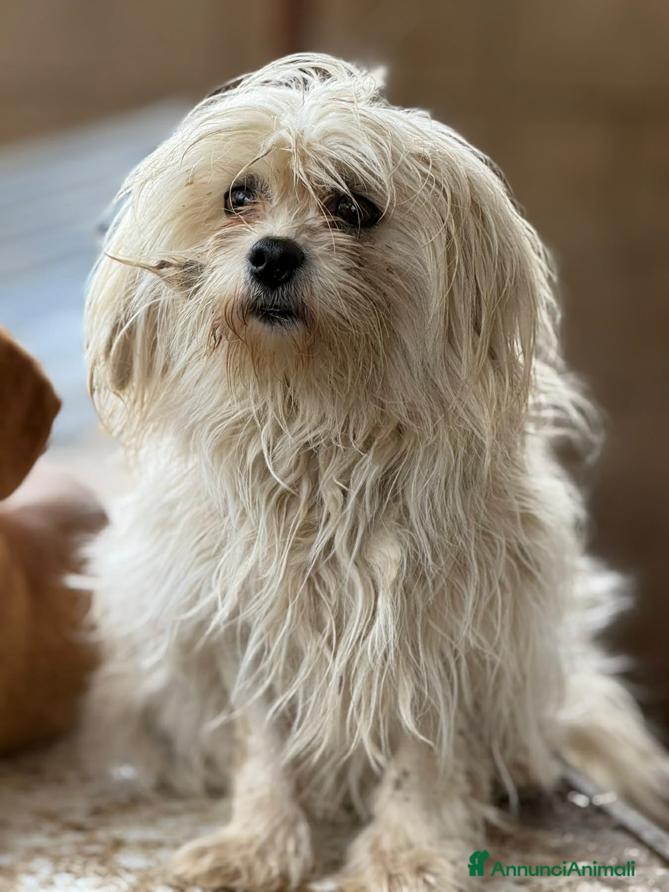 Maltese cani LEDA, giovane MALTESE super affettuosa! - Annuncio 15