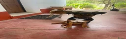 Meticcio cani in regalo: 2maschietti 1anno kg5 ADOZIONE IN COPPIA SOS NUORO - Annuncio 4