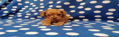 Cavapoo 1