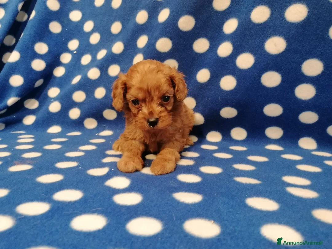 Cavapoo cani in vendita: Cavapoo cuccioli - Annuncio 14