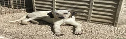 Meticcio cani in regalo: ADOTTACI - Annuncio 21