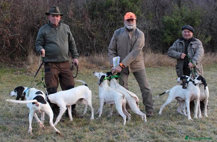 Ariegeois cani Ariegeois maschio - Annuncio 1