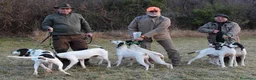Ariegeois cani per accoppiamento: Ariegeois maschio - Annuncio 1