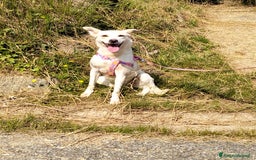 Meticcio cani in regalo: ALICE  a Città Metropolitana di Torino - Immagine 30