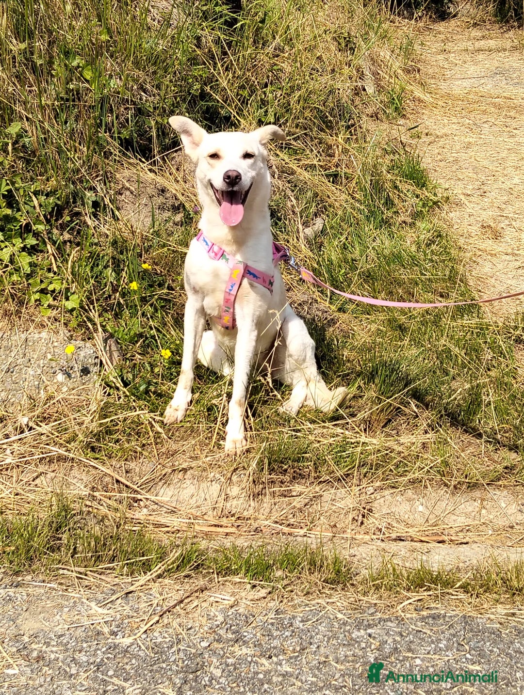 Meticcio cani in regalo: ALICE  a Città Metropolitana di Torino - Immagine 30