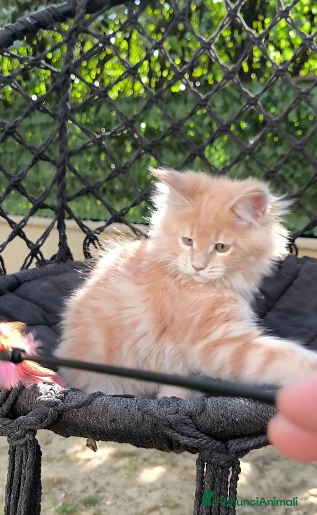 Maine Coon gatti Cuccioli Maine Coon - Annuncio 16