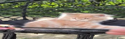 Maine Coon gatti in vendita: Cuccioli Maine Coon - Annuncio 1