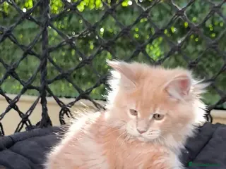 Maine Coon gatti Cuccioli Maine Coon - Annuncio 6