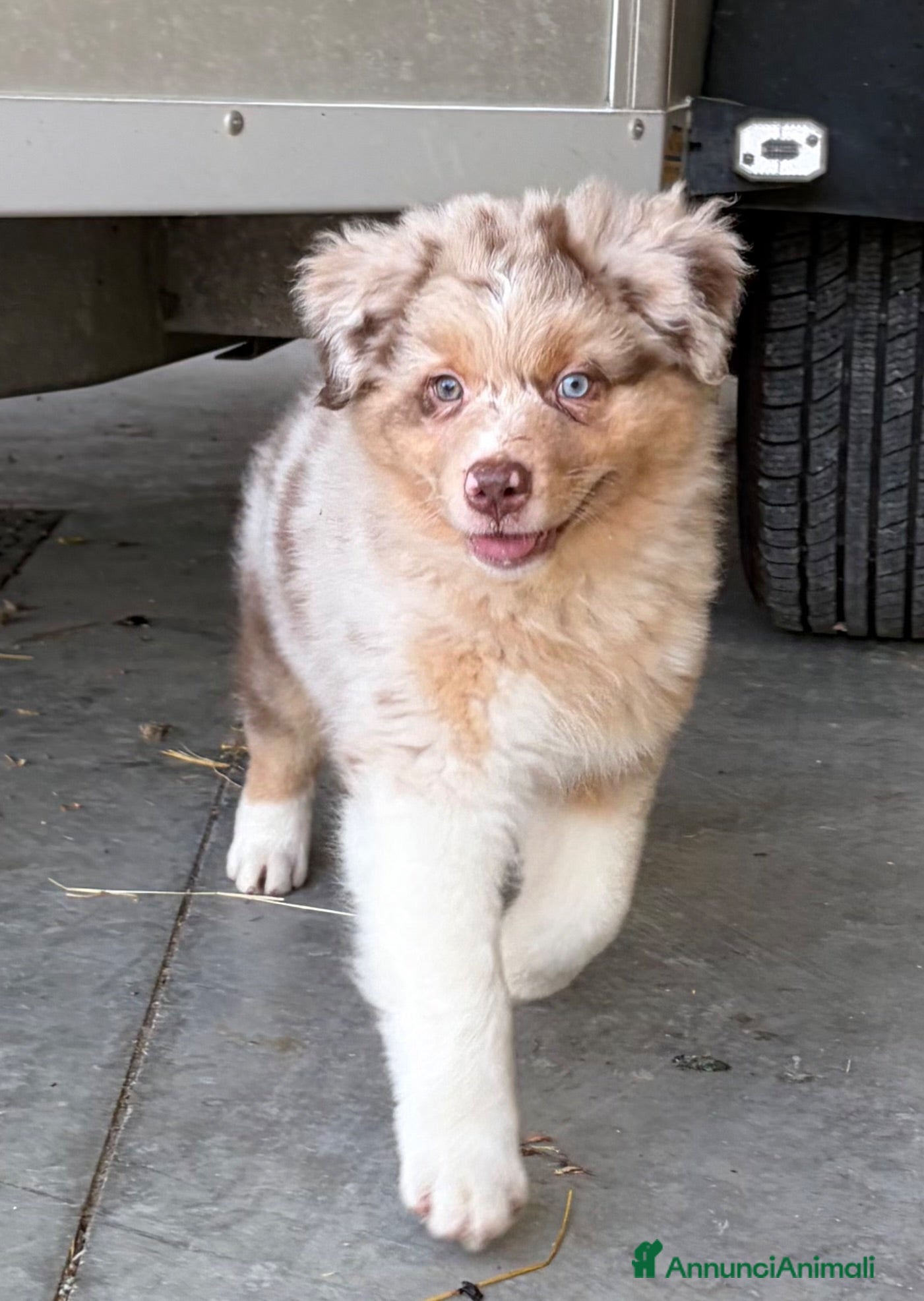 Australian Shepherd cani Cuccioli Australian Shepherd - Annuncio 2