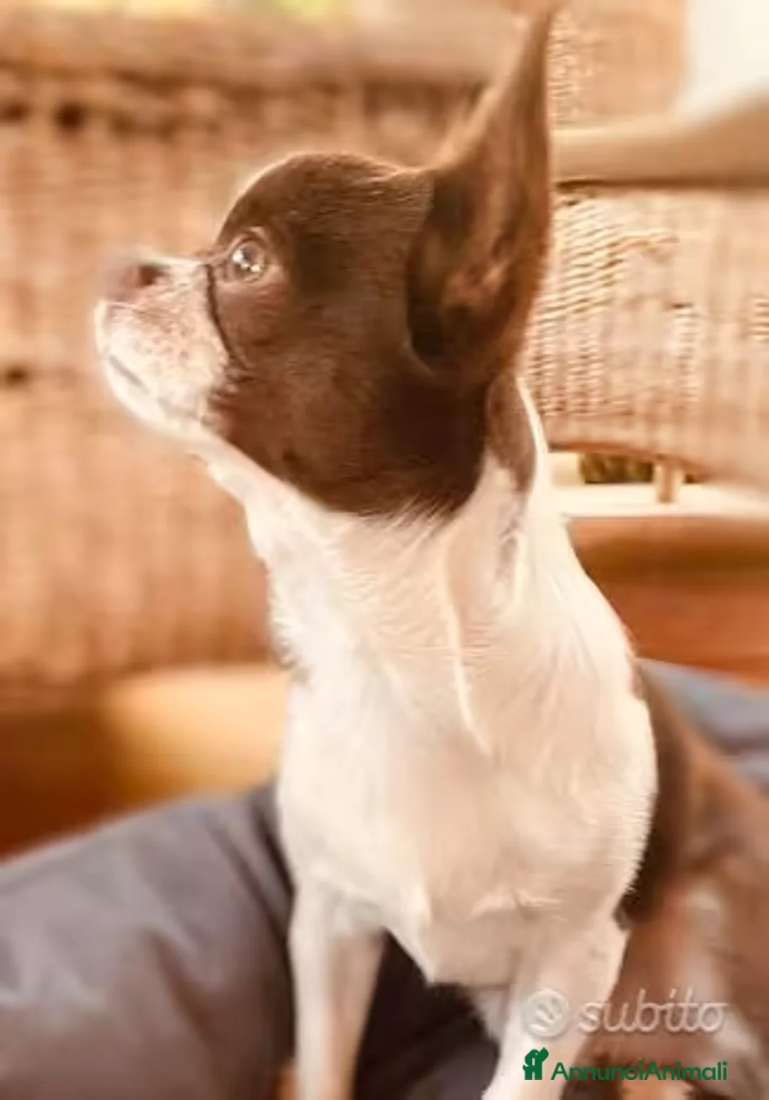 Chihuahua cani per accoppiamento: monta accoppiamento - Annuncio 6