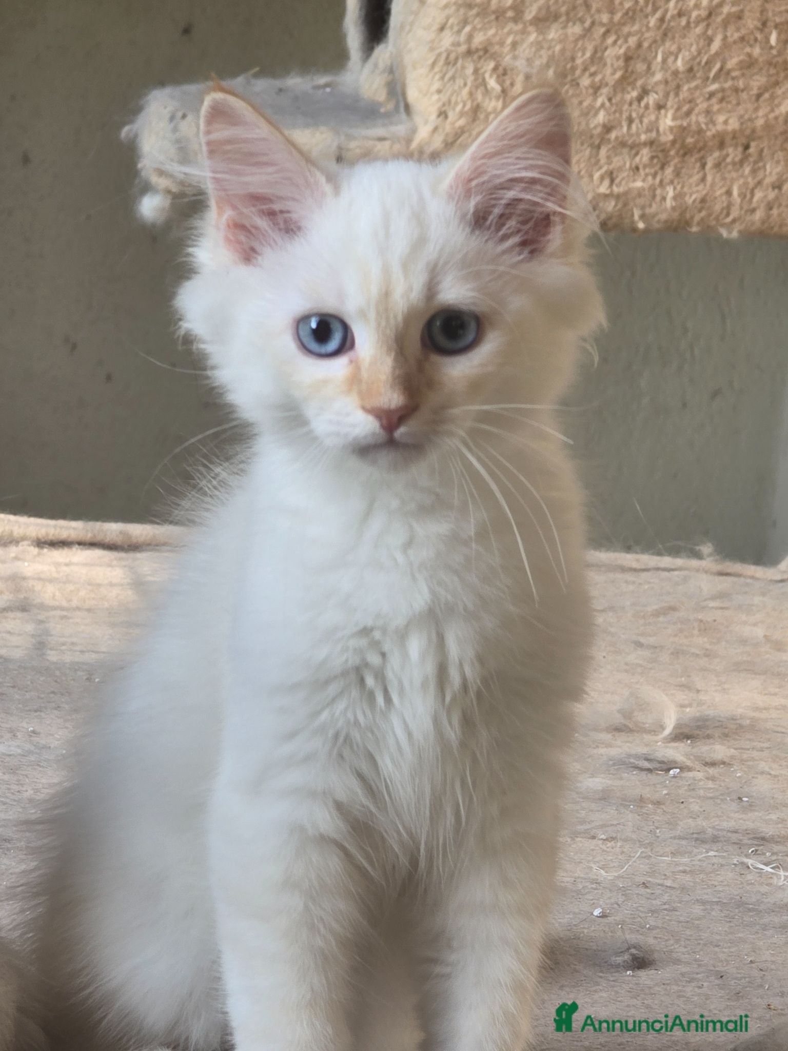 Siberiano gatti Neva masquerada Red tabby whaite - Annuncio 5