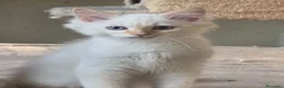 Siberiano gatti in vendita: Neva masquerada Red tabby whaite a Provincia di Arezzo - Annuncio 1