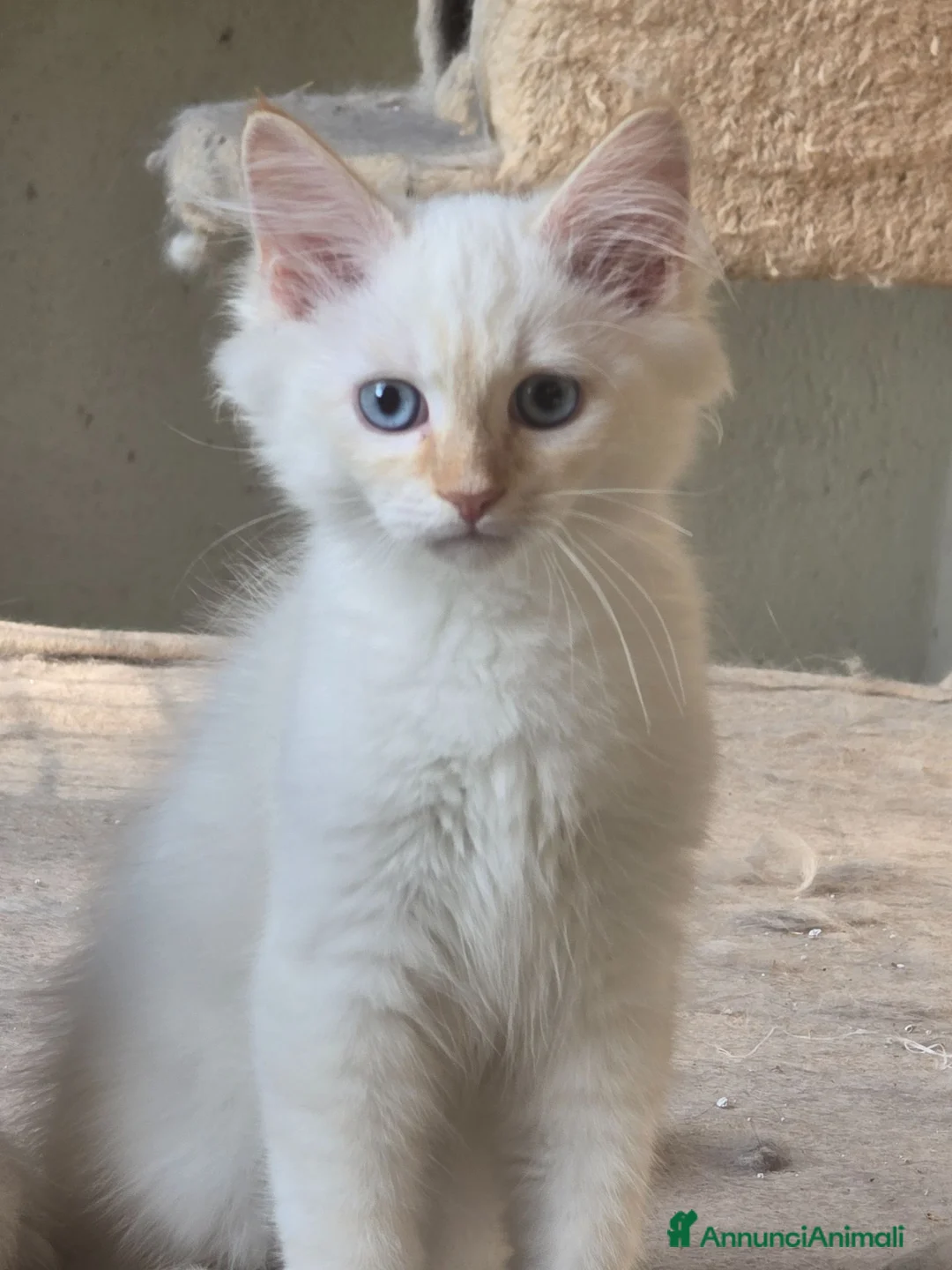 Siberiano gatti in vendita: Neva masquerada Red tabby whaite a Provincia di Arezzo - Annuncio 1