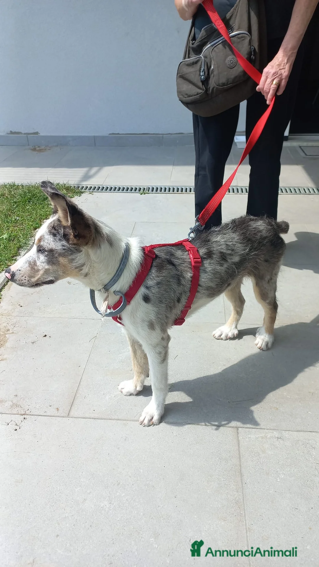 Meticcio cani in regalo: Regalasi cucciola Incrocio Pastore Australiano a Città Metropolitana di Torino - Annuncio 2